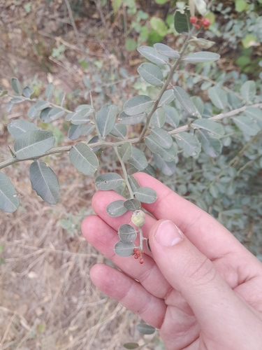 Castela coccinea (Castela coccinea)