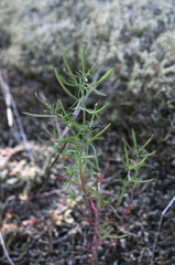 Epilobium foliosum
