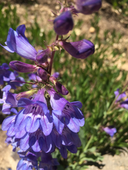 Penstemon leiophyllus