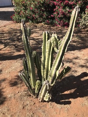 Lophocereus