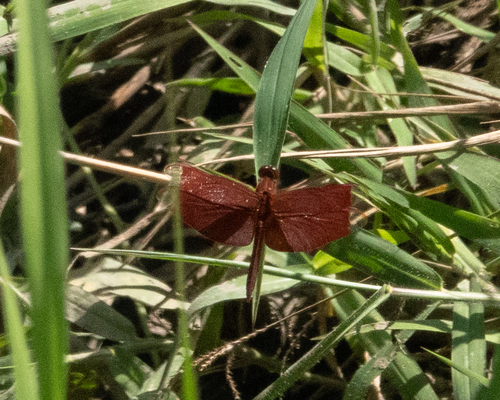 Russet Percher