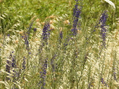 Delphinium peregrinum