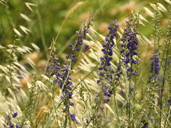 Delphinium peregrinum