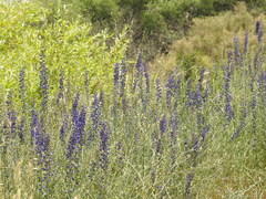 Delphinium peregrinum