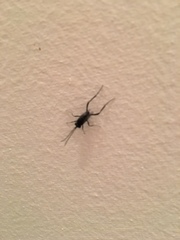 Evania appendigaster
