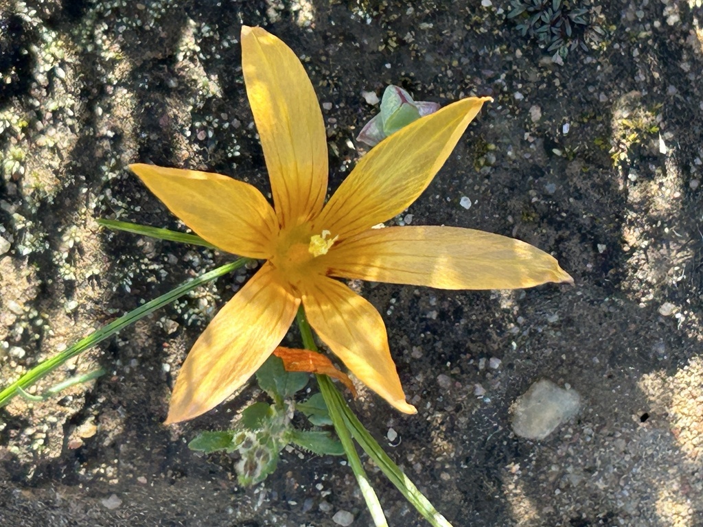Romulea sulphurea, Cederberg Rural, Citrusdal, WC, ZA