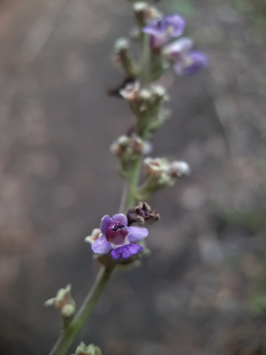 Image of Vitex altissima by no rights reserved