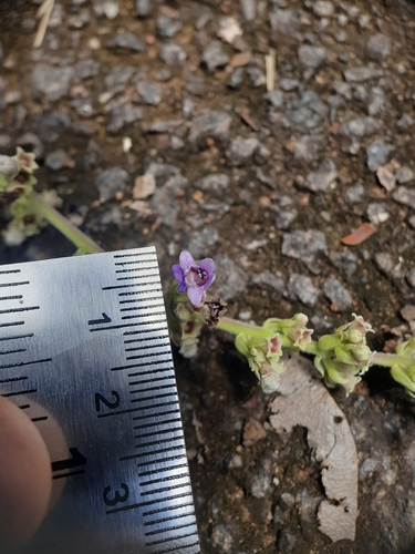Image of Vitex altissima by no rights reserved