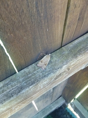 Lepidoptera