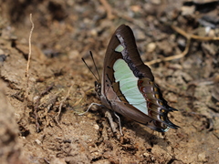 Polyura agraria
