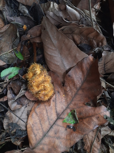 Image of Artocarpus hirsutus by no rights reserved