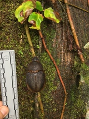 Dynastes septentrionalis