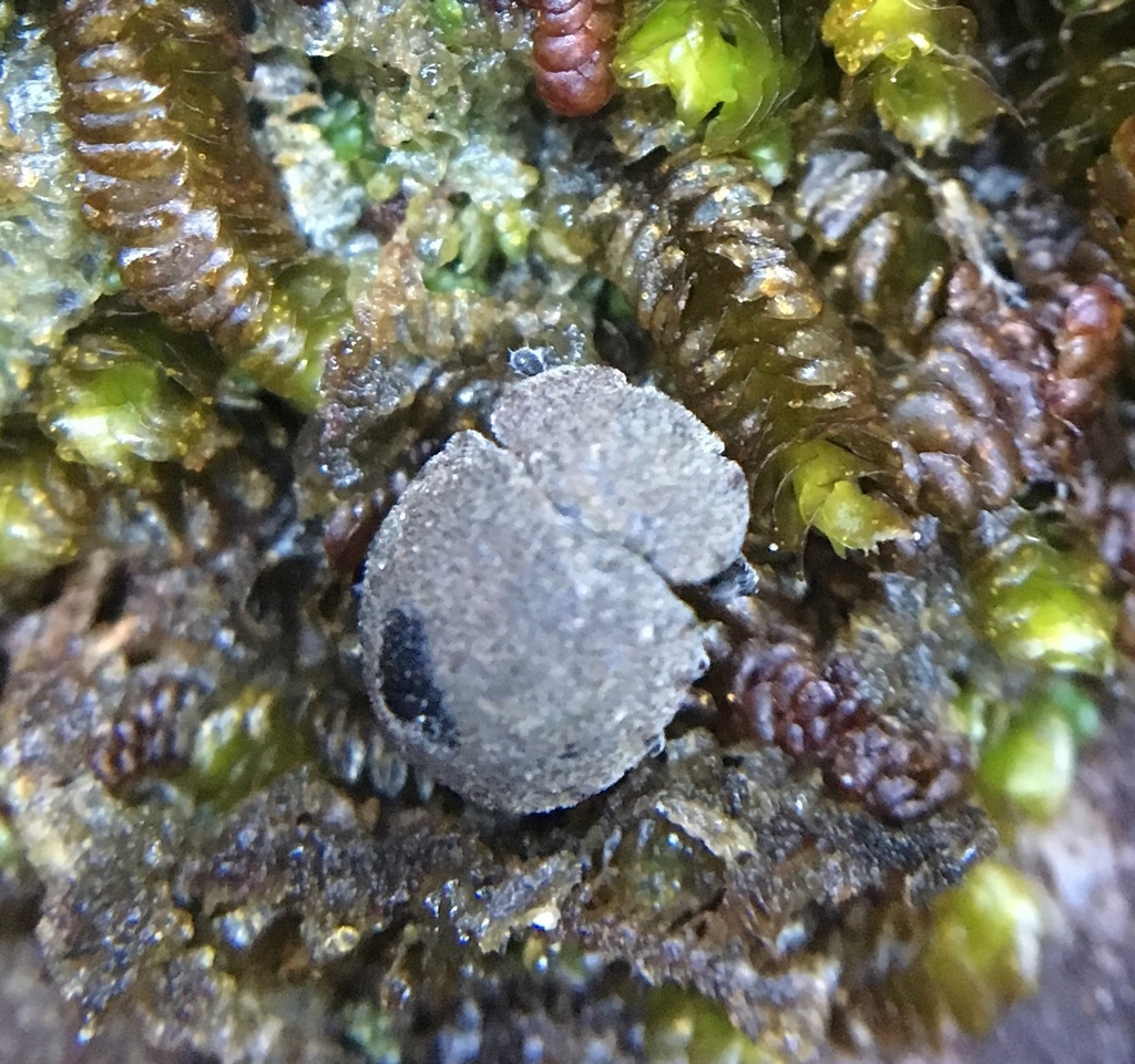 Notiophygus exiguus