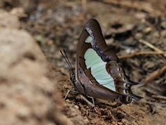 Polyura agraria