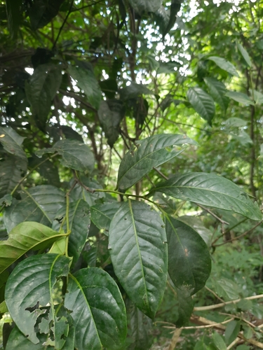 Karimaram (Diospyros sylvatica)