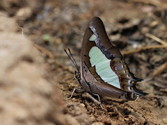 Polyura agraria