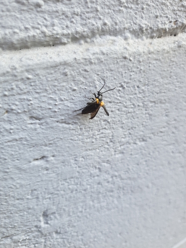 flame-shouldered blister beetle, Heerlen, photo 9 of 10