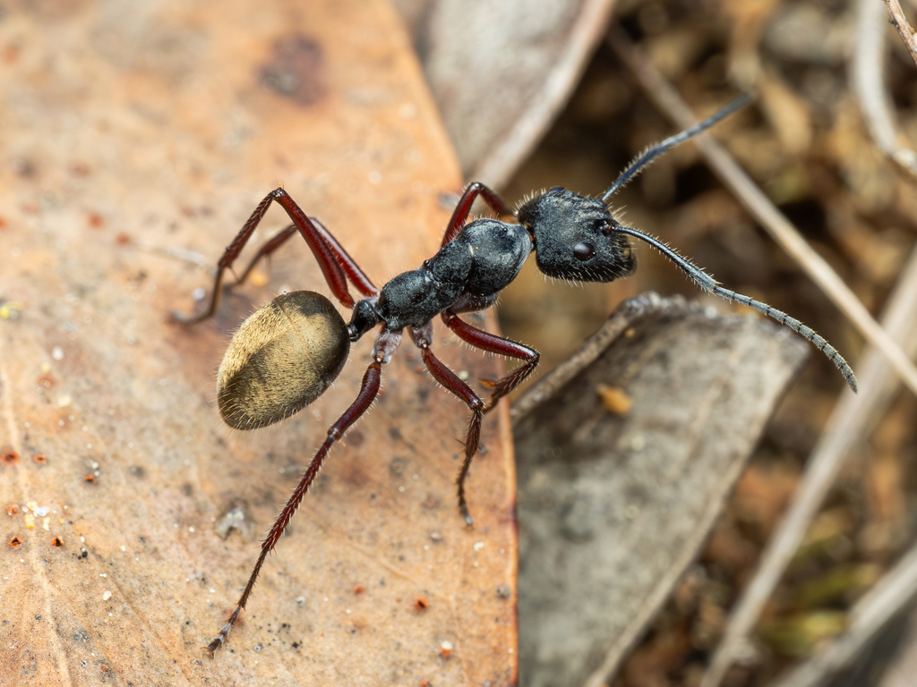 Camponotus suffusus (Camponotus suffusus)