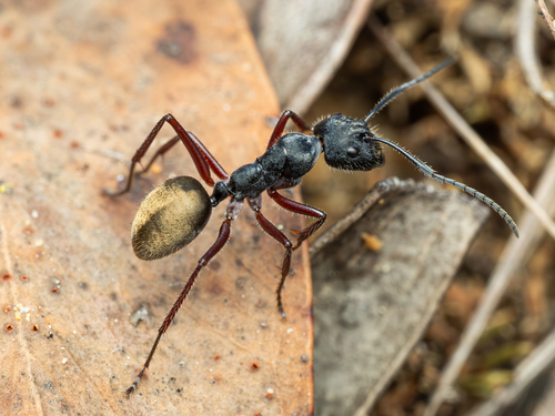 Camponotus suffusus