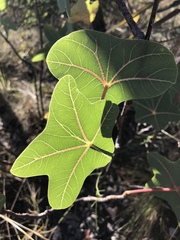 Manihot peltata