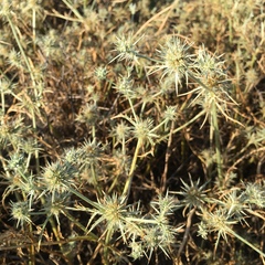 Eryngium aristulatum