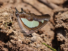 Polyura agraria