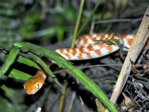 Brown Tree Snake sighting