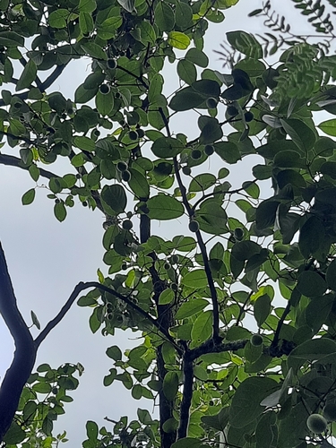 Image of Terminalia chebula by no rights reserved