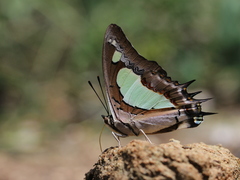 Polyura agraria