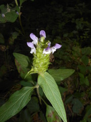 Prunella vulgaris lanceolata