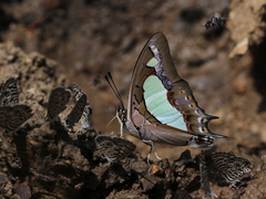 Polyura agraria