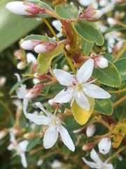 Agathosma crenulata