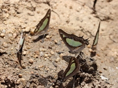 Polyura agraria