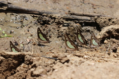 Polyura agraria