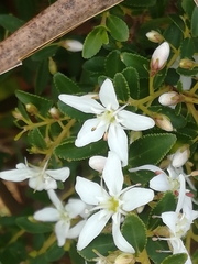 Agathosma crenulata