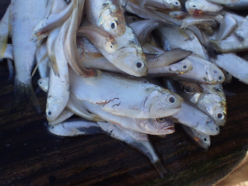 Orangemouth anchovy (Thryssa vitrirostris) — Engraulidae — 4