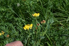 Lotus corniculatus corniculatus