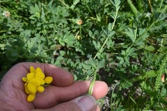 Lotus corniculatus corniculatus