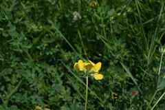 Lotus corniculatus corniculatus