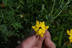 Lotus corniculatus corniculatus