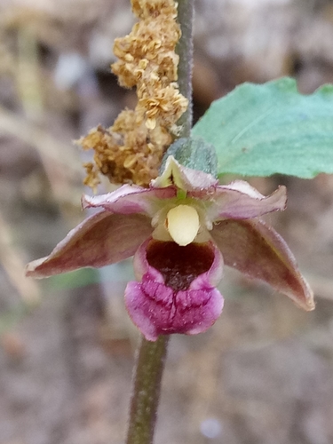 Epipactis image