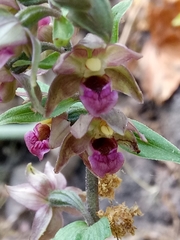 Epipactis helleborine image