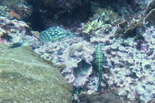 Cloudy Grouper — seen at this dive site