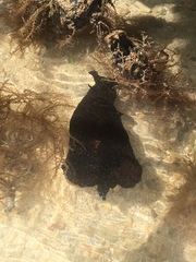 Aplysia morio