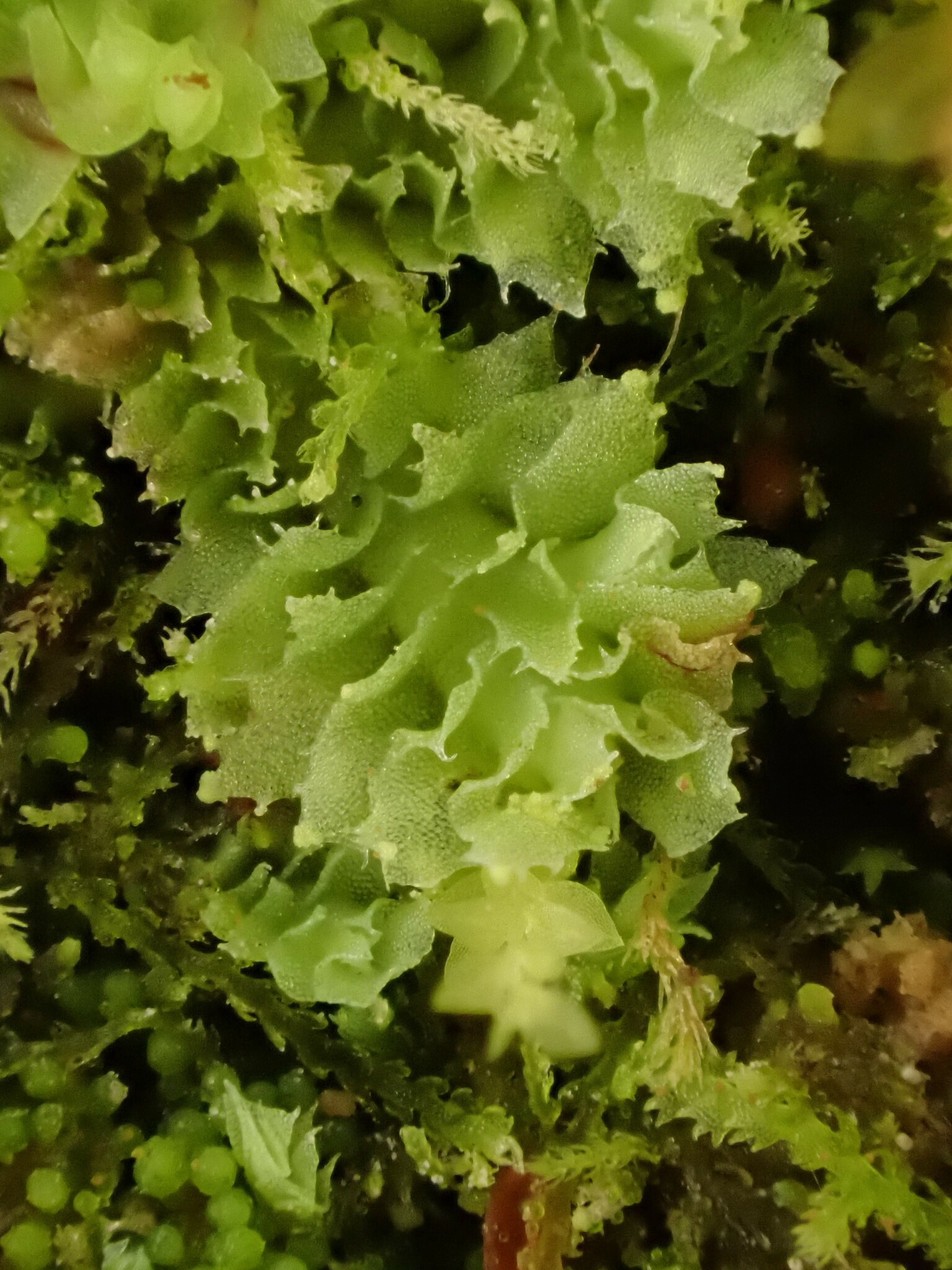 Schistochilopsis incisa