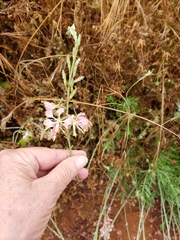 Oenothera sinuosa