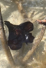Aplysia morio
