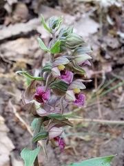 Epipactis helleborine image