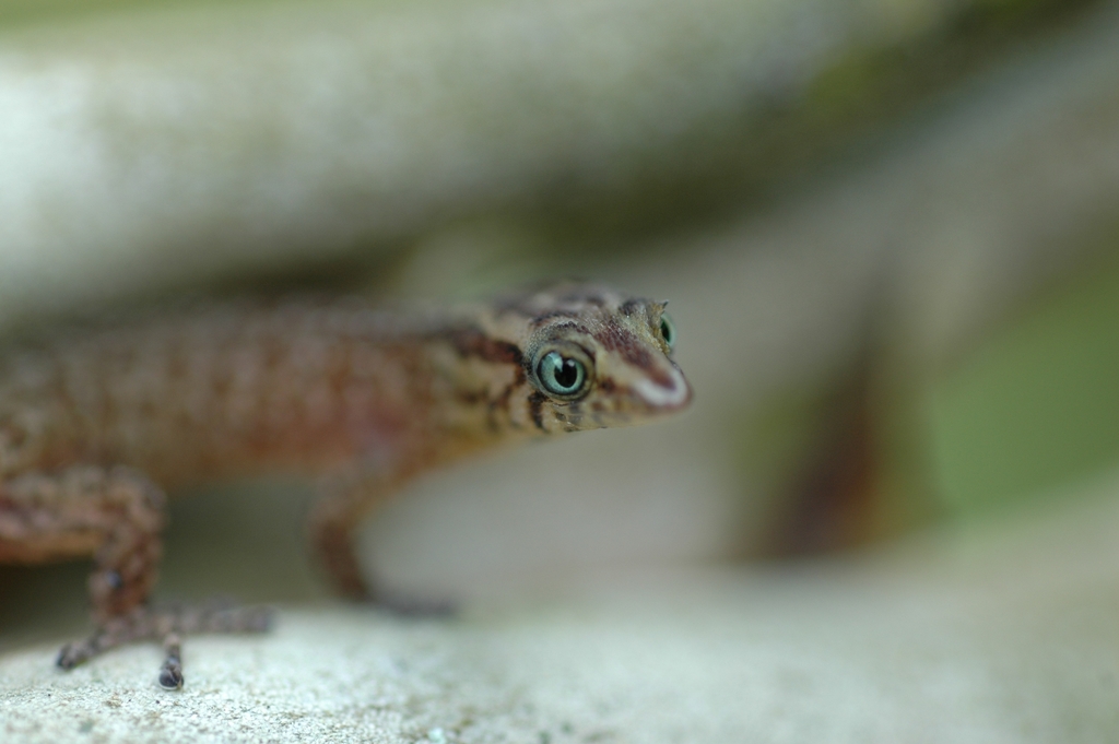 Lesser Gecko Fantastic Least Gecko from Petit-Bourg 97170, Guadeloupe on July 29 ...