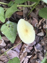 Leucocoprinus birnbaumii image